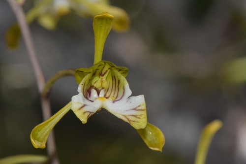Eulophia spathulifera