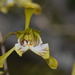 Eulophia spathulifera - Photo (c) Warren McCleland, all rights reserved, uploaded by Warren McCleland