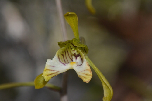 Eulophia spathulifera