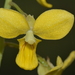 Eulophia speciosa - Photo (c) Warren McCleland, todos los derechos reservados, uploaded by Warren McCleland