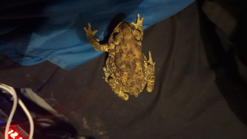 Asian Common Toad