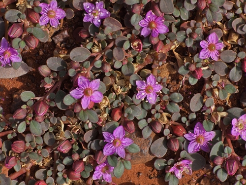 Trianthema glossostigma
