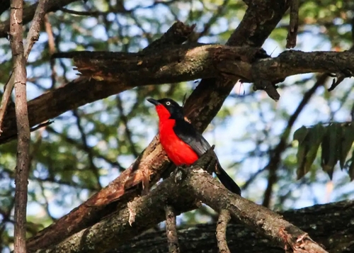 Black-headed Gonolek