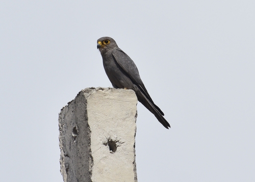 Gray Kestrel