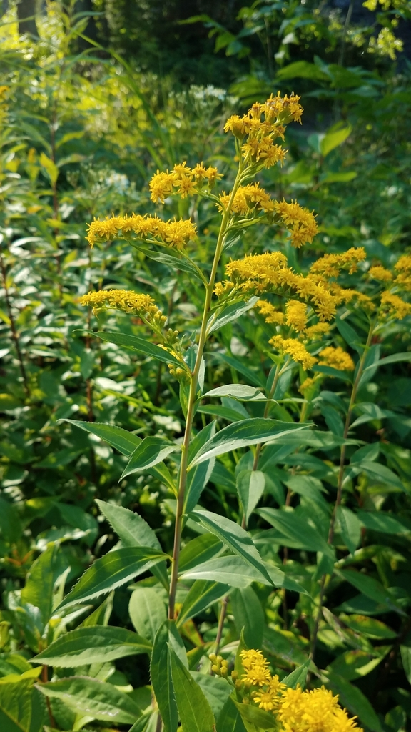 Solidago gigantea