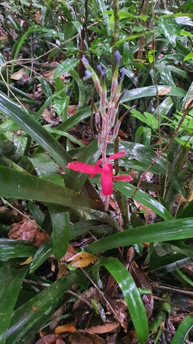 Billbergia macrocalyx