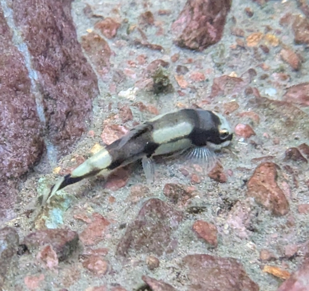 Pandaschmerle