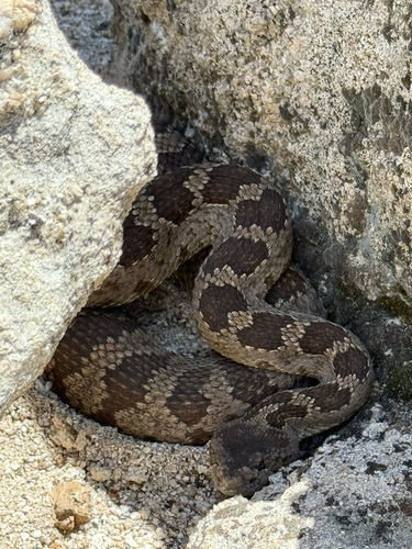 iNaturalist observation photo of Northern Pacific Rattlesnake