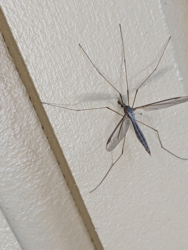 Unknown species found near Southgate Triangle, Missoula, MT, USA