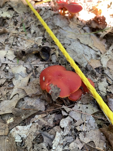 photo of Scarlet Waxy Cap (Hygrocybe coccinea)