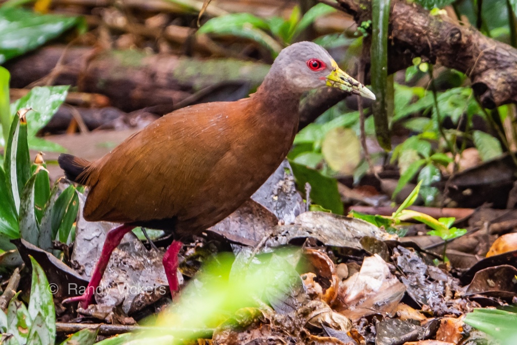 Brown Wood-Rail (Aramides wolfi) photo
