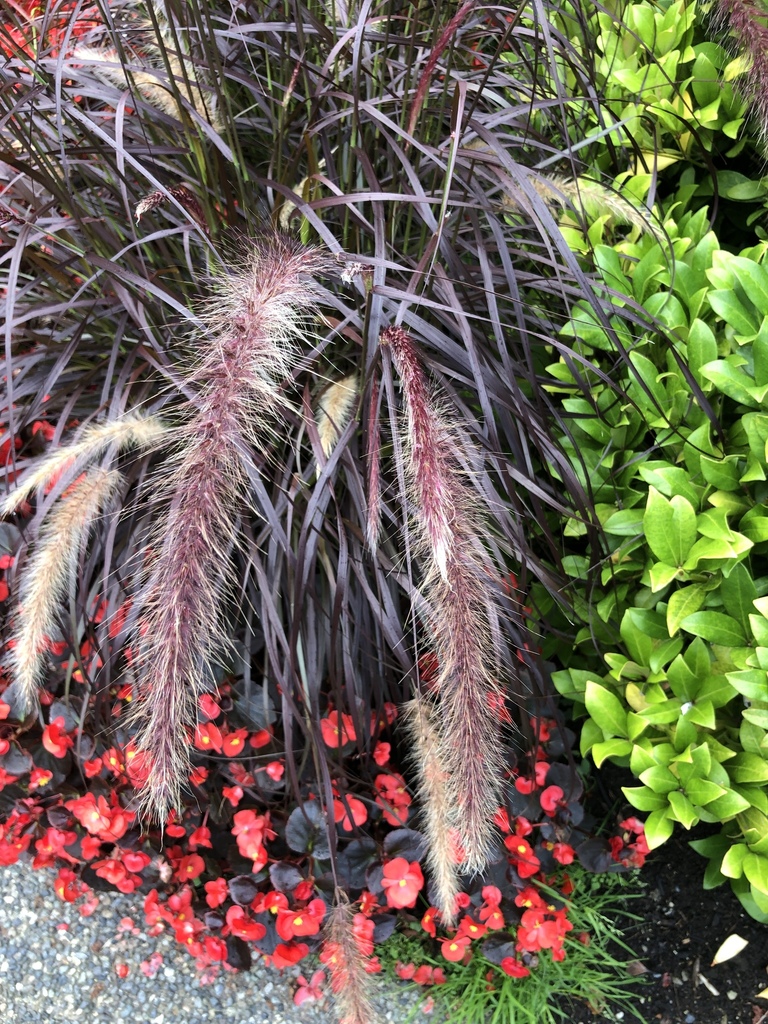 foreign fountaingrass from Lulu Island, 里士满, BC, CA on September 16