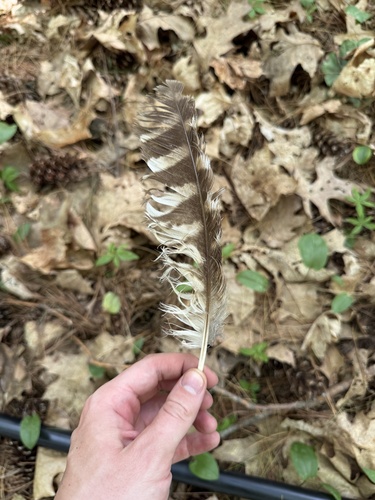 View observation of {o.common_name} on iNaturalist