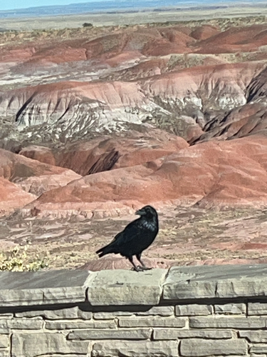 Common Raven