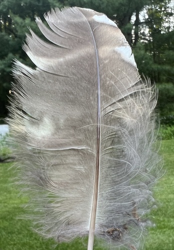View observation of {o.common_name} on iNaturalist