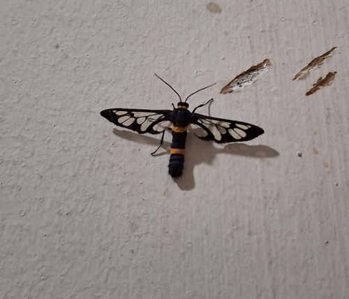 Handmaiden moth