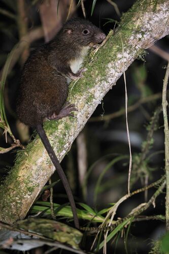 Black-tailed Giant Rat (Uromys anak) — Least Concern Mammalia