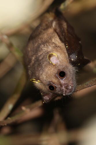 Mountain Tube-nosed Fruit Bat (Nyctimene certans) — Least Concern Mammalia