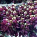 Mucuna sempervirens - Photo (c) HUANG QIN, all rights reserved, uploaded by HUANG QIN