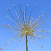 Allium schubertii - Photo 由 Ori Fragman-Sapir 所上傳的 (c) Ori Fragman-Sapir，保留所有權利