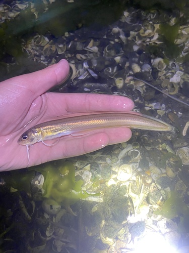 Ophidion marginatum DeKay, 1842