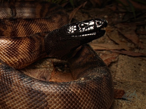 Black-headed Python sighting