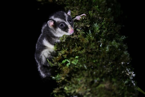 Long-fingered Triok (Dactylopsila palpator) — Least Concern Mammalia