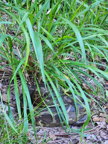 Coastal Carpet Python sighting