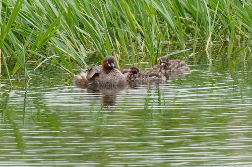 Little Grebe