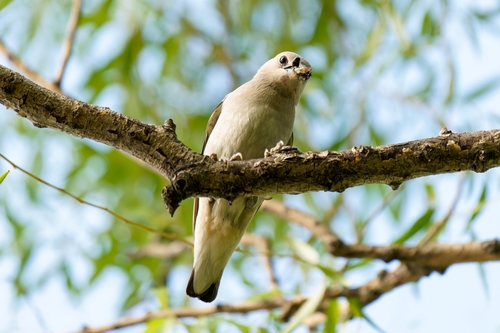 Daurian Starling