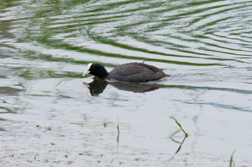 Eurasian Coot