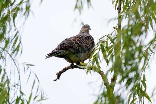 Oriental Turtle-Dove