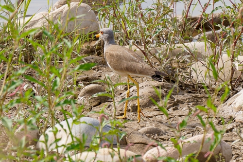 Grey-headed Lapwing