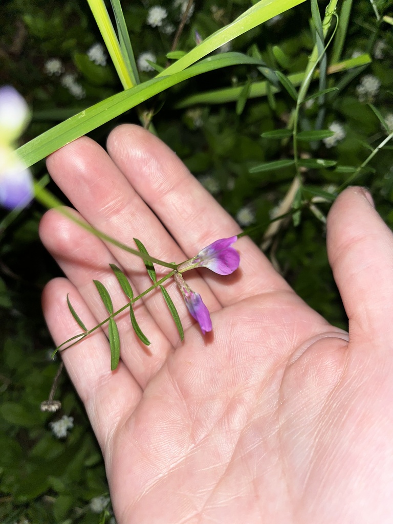 Common Vetch from Days Creek, OR, US on June 4, 2025 at 12:16 AM by ...