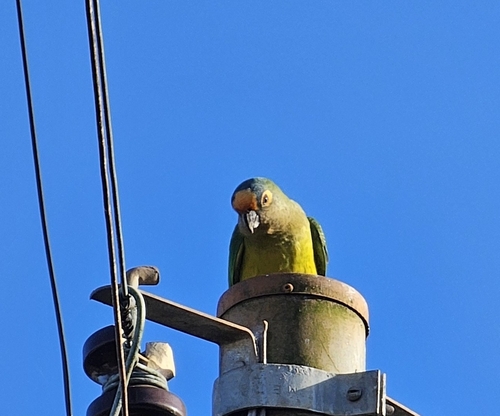 Peach-fronted Parakeet