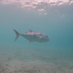 Giant Trevally