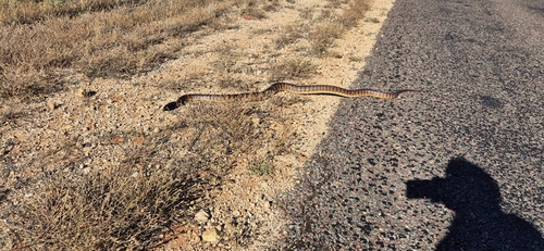 Black-headed Python sighting