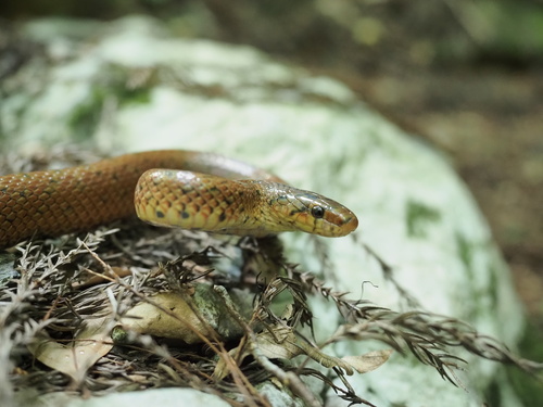 Japanese Forest Ratsnake