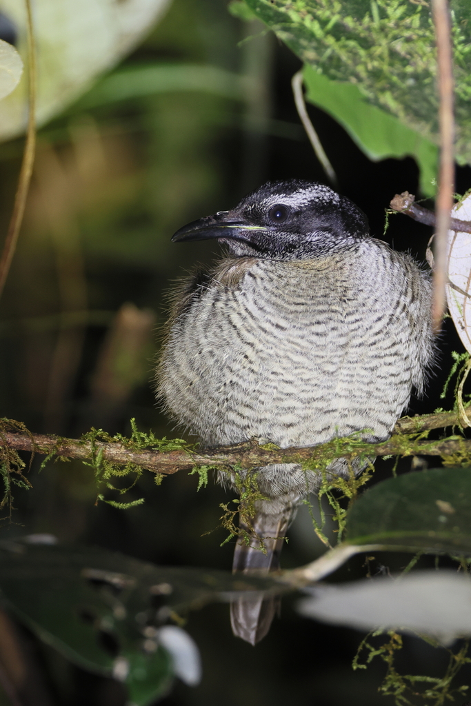 Lesser Lophorina (Lophorina minor) photo