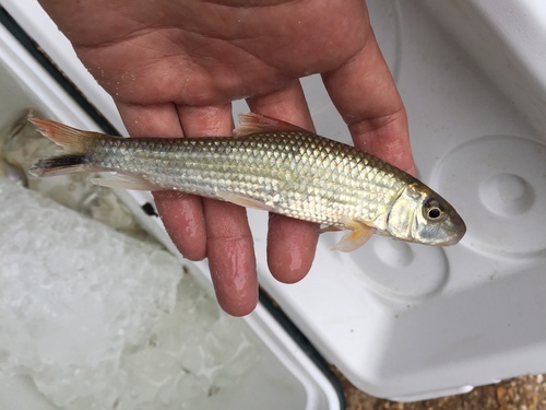 Blacktail Redhorse