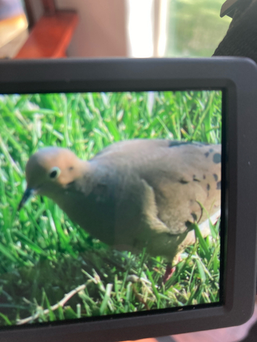 iNaturalist observation 2025-06-04