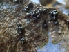 Hat Creek Pebblesnail - Photo (c) Andrew Claassen, all rights reserved, uploaded by Andrew Claassen