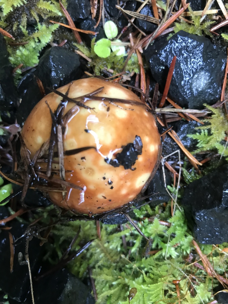 in September 2019 by Niki Angelides · iNaturalist