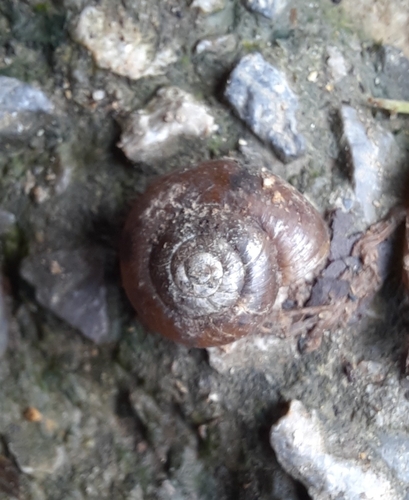 Retinella incerta
