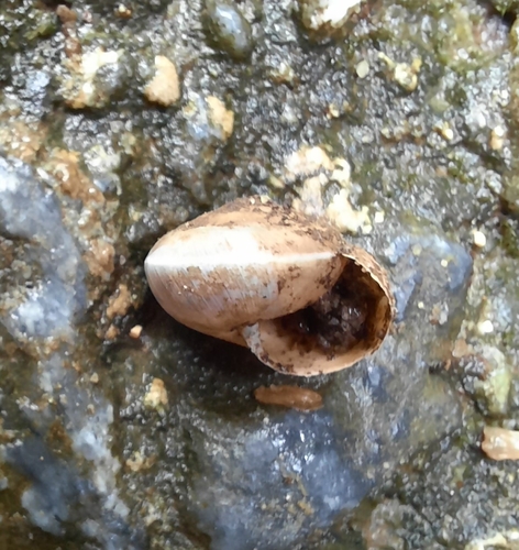 Hygromia limbata