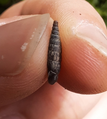 Clausilia bidentata