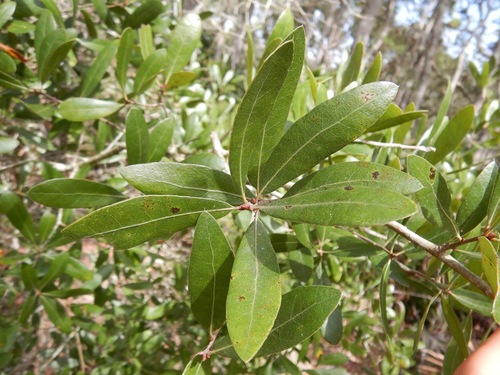 Quercus X atlantica