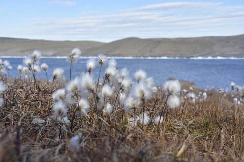 Common Cottongrass