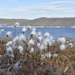 Common Cotton-Grass - Photo (c) alyssamc, all rights reserved, uploaded by alyssamc