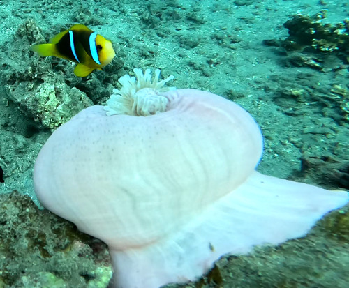 Amphiprion maohiensis